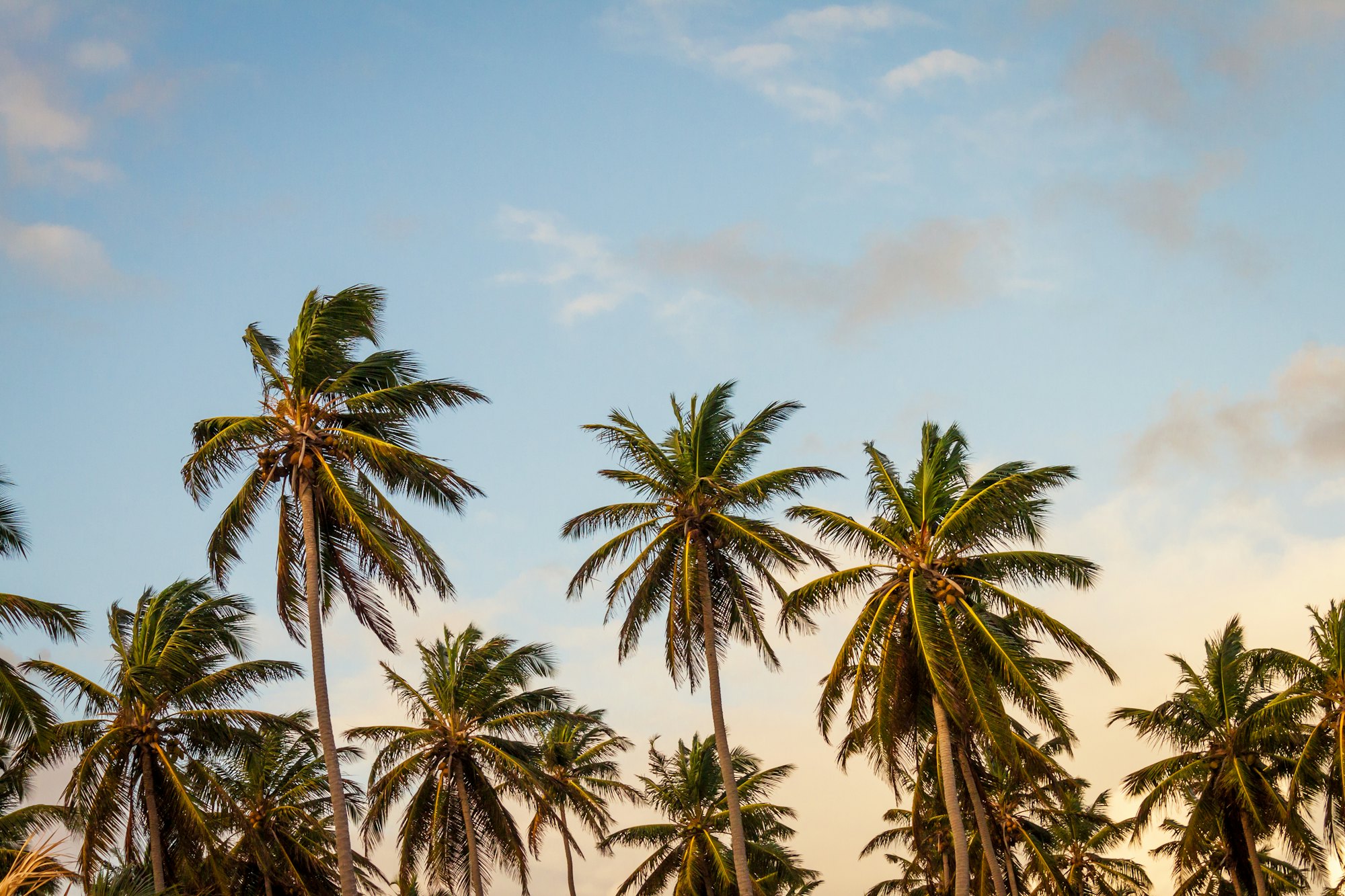 Palm trees in Punta Cana
